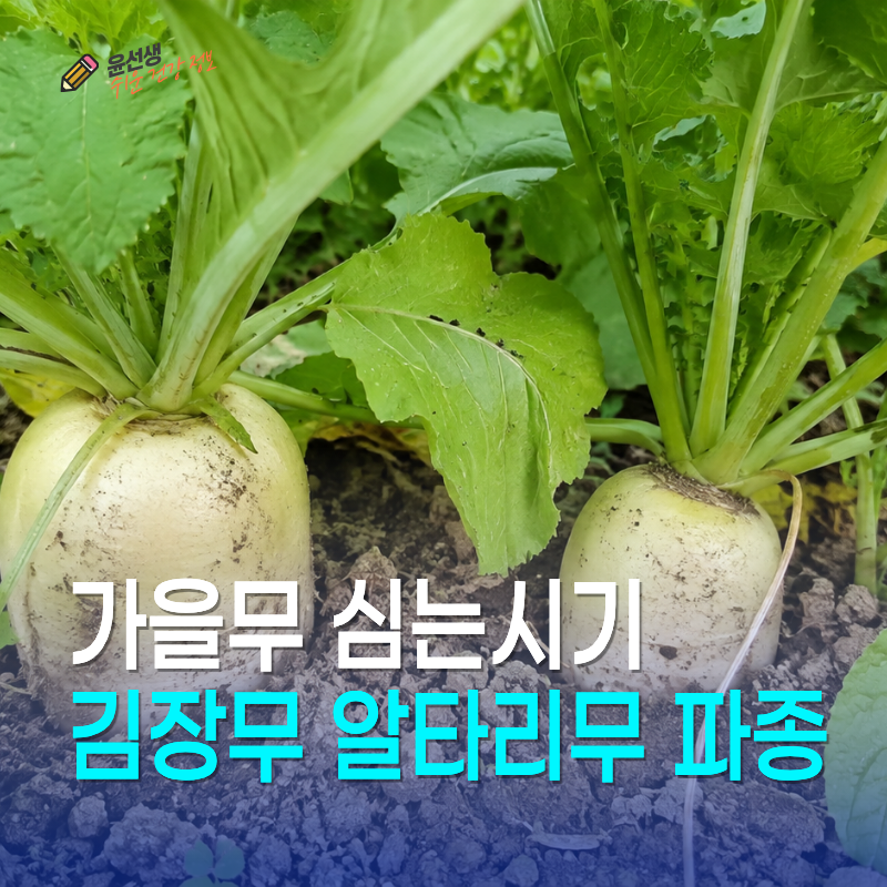 가을무 심는시기, 김장무 알타리무 파종과 수확시기