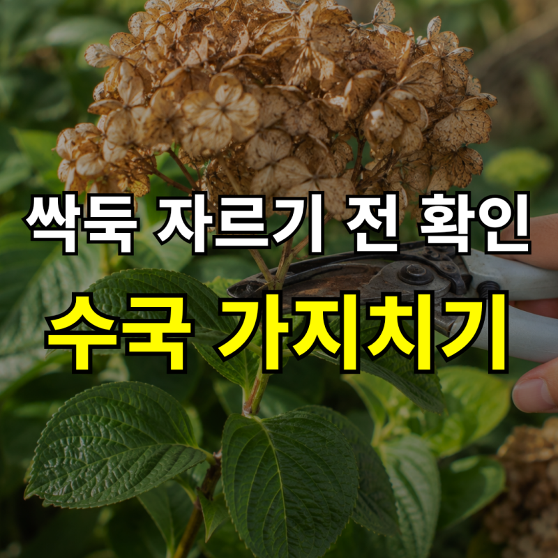 “수국 꽃이 졌다면 이것부터” 꽃대 자르기, 삽목 시기와 방법 3가지