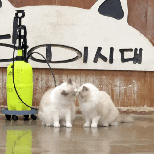 일산가볼만한곳 일산고양이카페 ₊‧★ 냥이시대