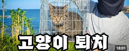 고양이 살처분 새덕후 비판 - 고양이 퇴치, 생태적 감정주의와 환원론적 공포를 넘어 바로 서....