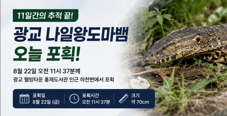 <b>광교 나일왕도마뱀 포획</b>, 11일 만에 잡혔다…어디서 발견됐나·주인....