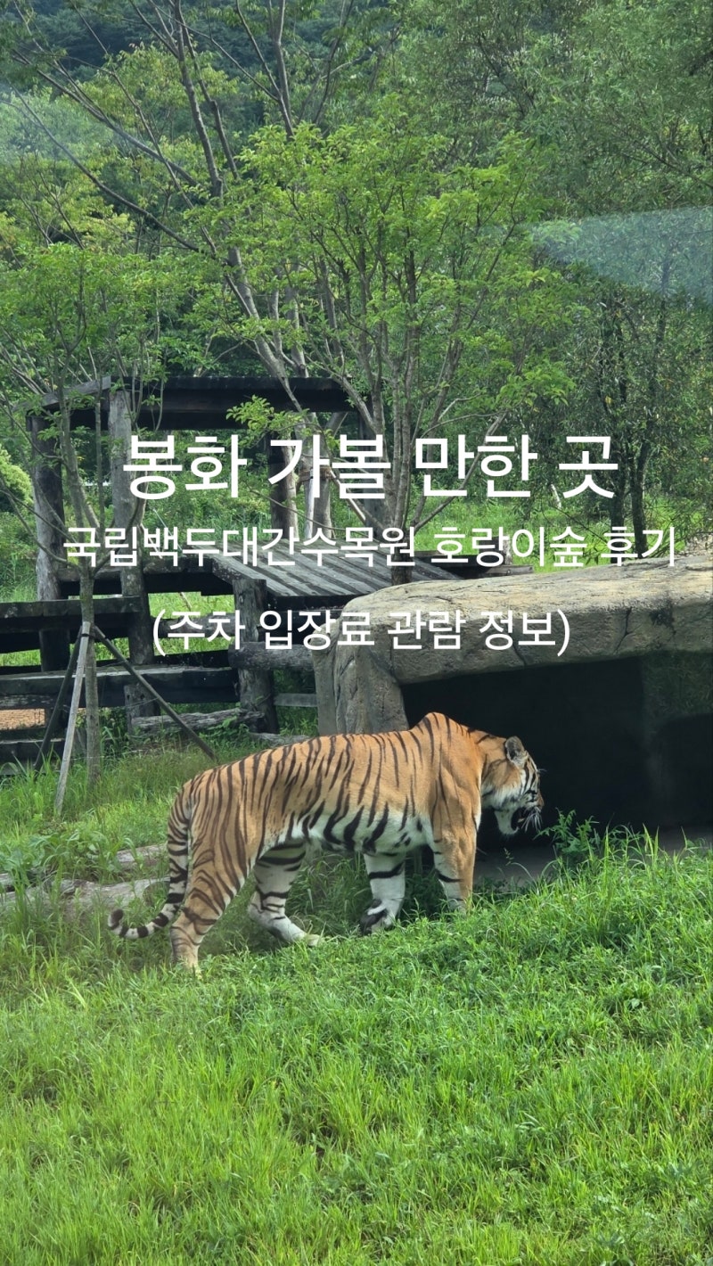 국립백두대간수목원 호랑이숲 트램 타고 백두산 호랑이 본 후기