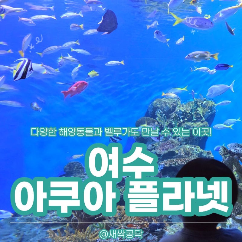 여수 36개월 미만 무료입장! 아이랑 가볼만한 실내 '아쿠아플라넷 여수'