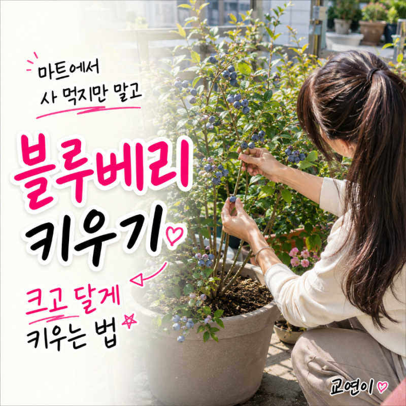 블루베리키우기 흙 비료 꽃 묘목재배 상토 집에서 블루베리나무키우기