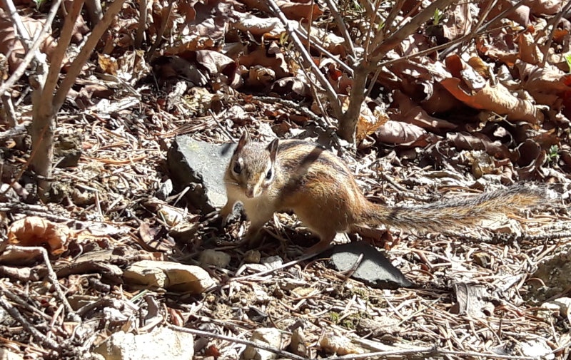 [오대산 등산코스] 상원사·적멸보궁·비로봉｜왕복 2km 확 줄이는 꿀팁 (주차·소요시간)