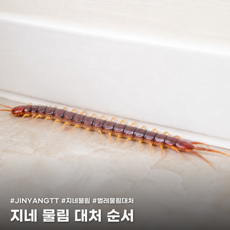 지네 물림, 증상부터 대처법까지 이 순서대로만 하세요