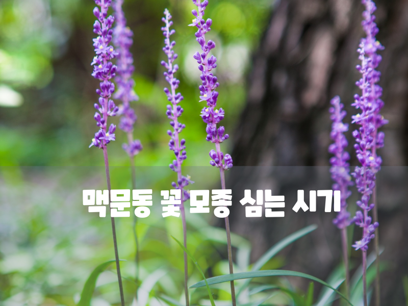 보라색꽃 맥문동 꽃 모종 심는 시기와 예쁘게 키우기