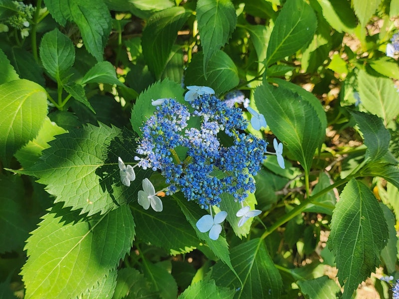 사랑했어요 - 김현식 가사 노래 한 곡