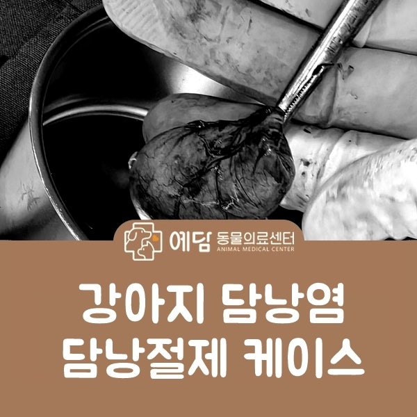 강아지 담낭염 담낭절제술 담낭제거 수술 위험성 높은 치료 사례