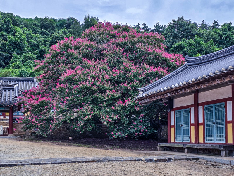 論山(ノンサン)のおすすめ観光スポット！夏に赤く染まるサルスベリの名所ベスト5 (宗学堂、連山郷校、儒鳳影堂)