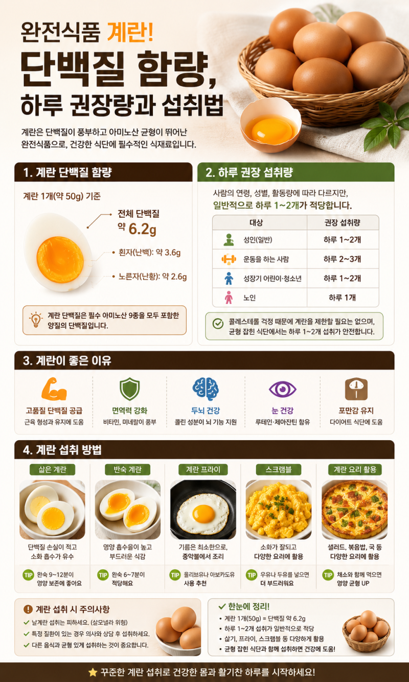 계란 단백질 함량, 하루 권장량과 건강하게 먹는 방법 총정리