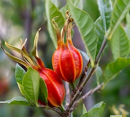 치자의 효능(Gardenia jasminoides,benefit to health)