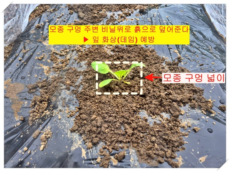 김장배추 모종 심는 방법 7가지(feat. 정식 시기·심는 간격·깊이·물주기까지 활착 잘 시키는 ....
