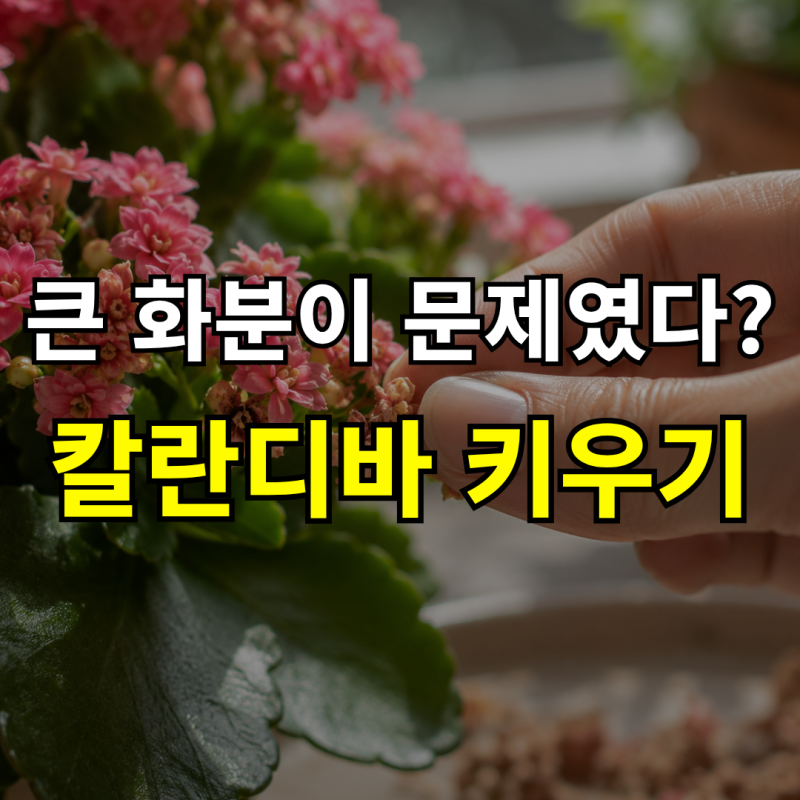 “화분이 너무 작은데 바로 옮겨도 될까?” 칼란디바 분갈이, 물주기와 키우기