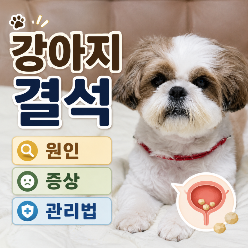 강아지 요로결석 방광결석 원인과 증상, 결석 예방법