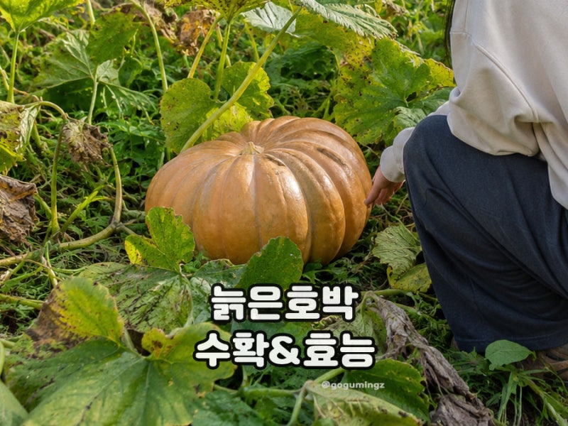 늙은호박 수확시기 늙은호박효능 잘 익었나 확인하는 방법