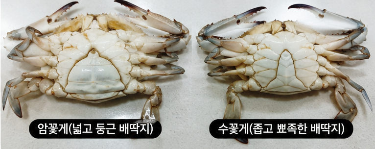 금어기 풀린 제철음식 꽃게ㅣ봄,가을 암꽃게·수꽃게 차이,구별법ㅣ좋은꽃게 고르는법, 보관....