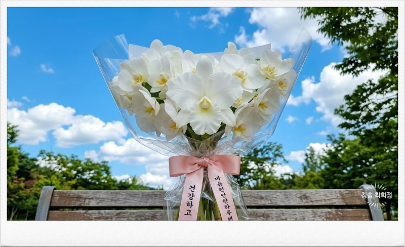 흰색 카틀레야(White Cattleya) 완전 탐구 가이드 정원 및 베란다 재배법, 성장 과정, 색상,음식,....