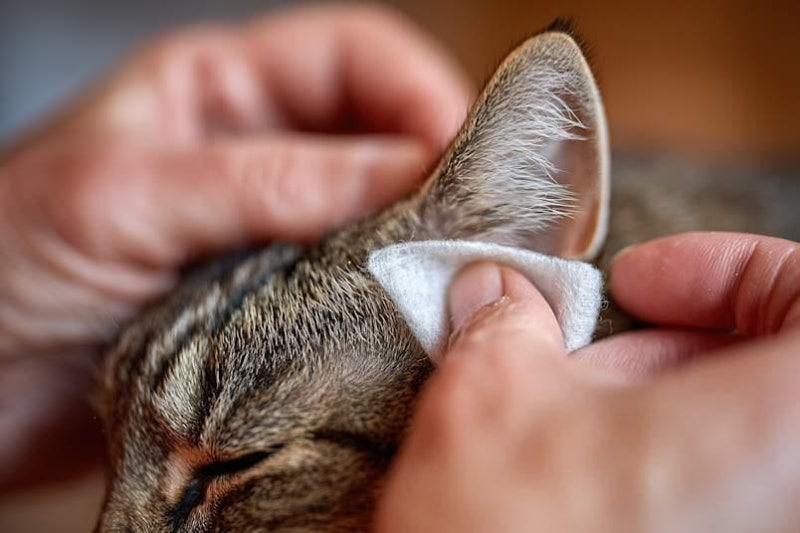 고양이 귀청소, 꼭 해야 할까?｜귀지 색깔과 냄새로 알아보는 고양이 귀 관리법