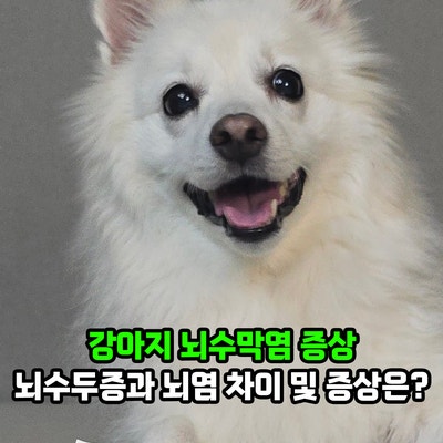 강아지 뇌수막염 증상, 뇌수두증과 뇌염 차이 및 증상은?