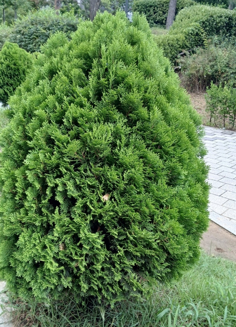 백반증이란? 원인부터 초기 증상, 치료와 관리 방법까지 쉽게 알아보기