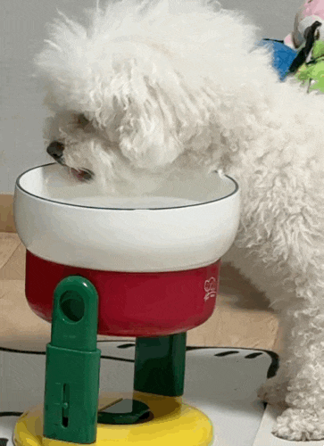 노견이 사용해본 클라로스위스 3.5L 강아지 정수기 후기