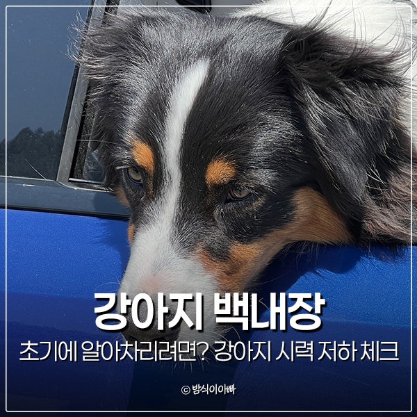 강아지 백내장 초기에 알아차리려면? 강아지 시력 저하 체크