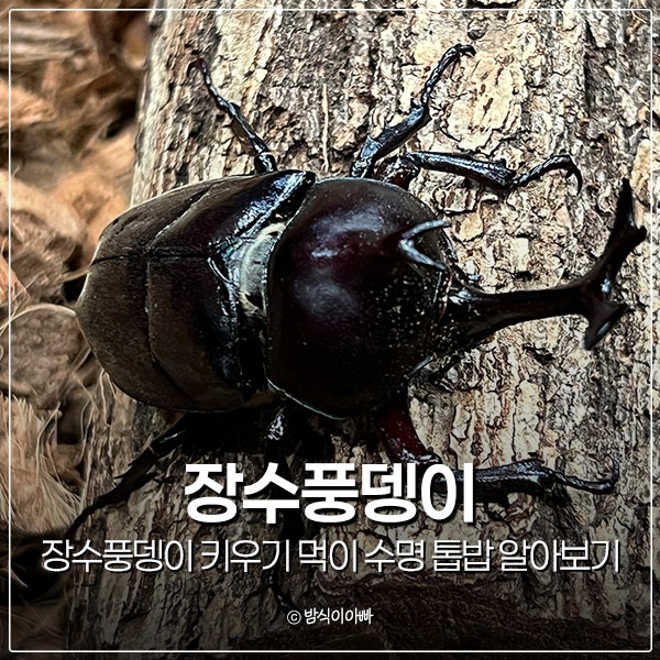 장수풍뎅이 키우기 먹이 수명 톱밥 알아보기