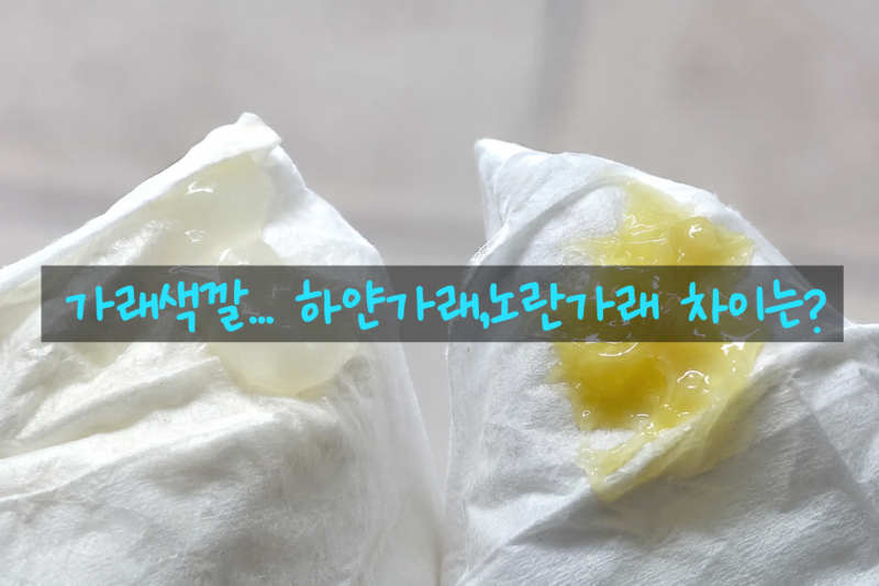 가래색깔 하얀가래 노란가래, 색이 달라지는 이유는?
