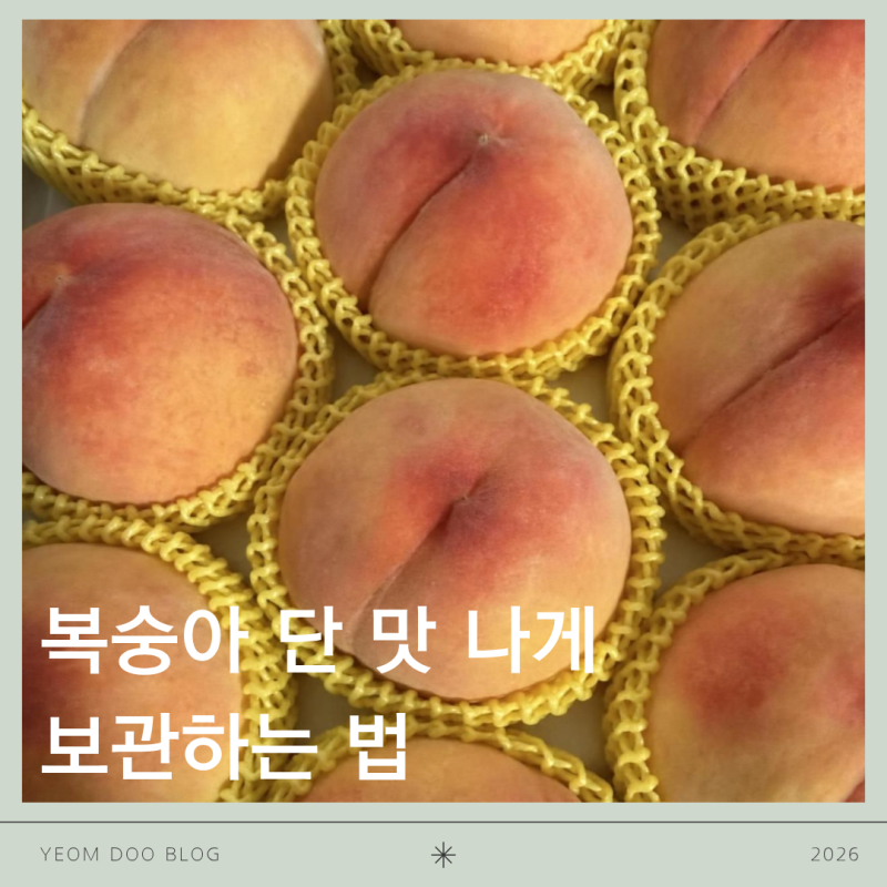 여름 제철 과일 복숭아 단맛나게 오래 보관하는 법