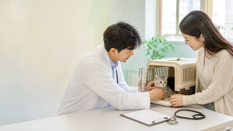 고양이 예방접종 시기 언제가 중요할까? 초보 집사가 놓치기 쉬운 접종 일정