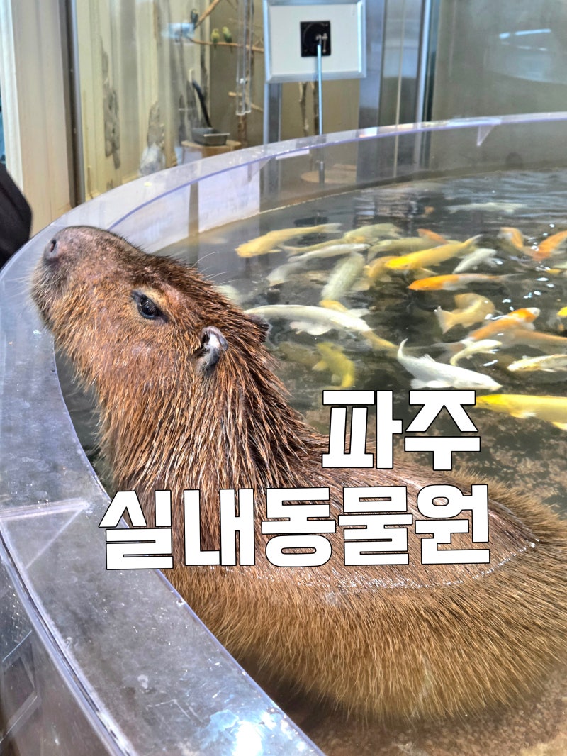 파주 실내동물원 테이블에이! 일산 고양이카페 대신 아이랑 다녀온 솔직후기