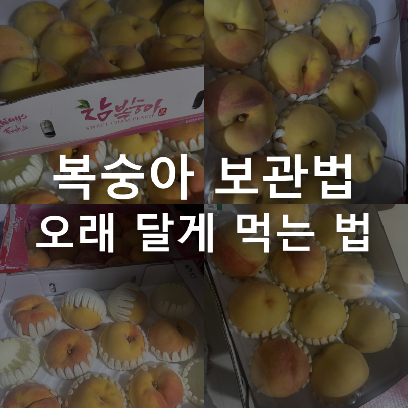 복숭아 보관법 — 후숙부터 냉장까지, 오래 달게 먹는 법