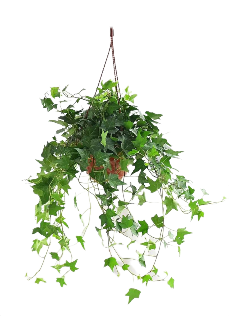 잉글리시 아이비 English Ivy