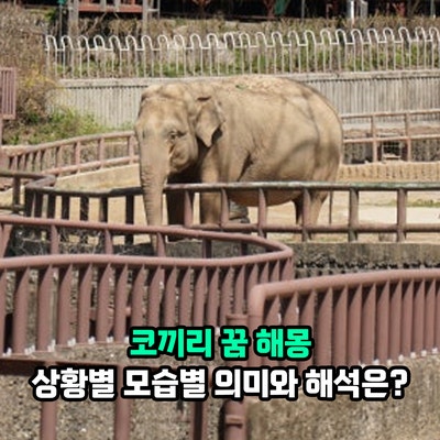 코끼리 꿈 해몽, 상황별 모습별 의미와 해석은?