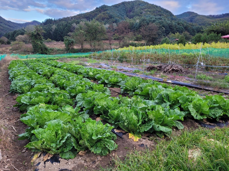 김장배추 정식 후 추비와 엽면시비 방법｜포기가 크고 속이 꽉 차는 배추 관리