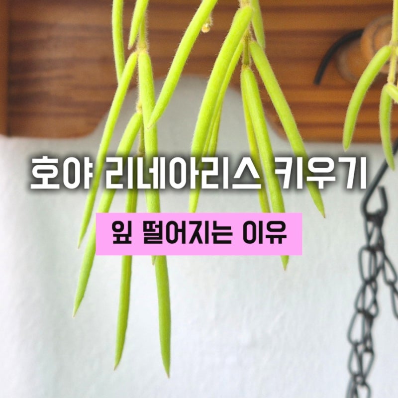 호야 리네아리스 잎 떨어짐 원인/여름철 과습,,