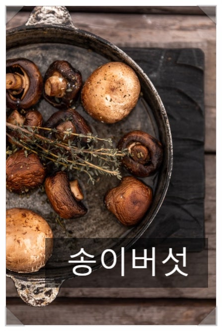 송이버섯 손질법-몸값 비싼 송이버섯, 향 안 날아가게 손질하고 오래 보관하는 법
