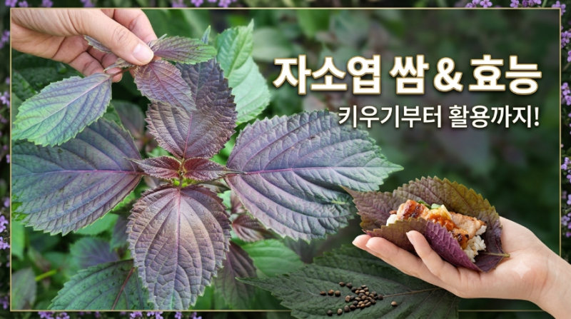 자연이 준 선물,씨앗이 떨어져서 마당에 저절로 피어난 자소엽(차조기) 효능