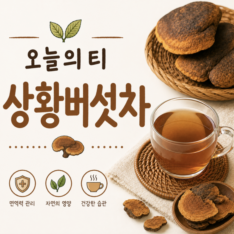 상황버섯차 효능과 부작용 | 면역 관리와 속 편한 데일리 수분 보충 [오늘의 티]