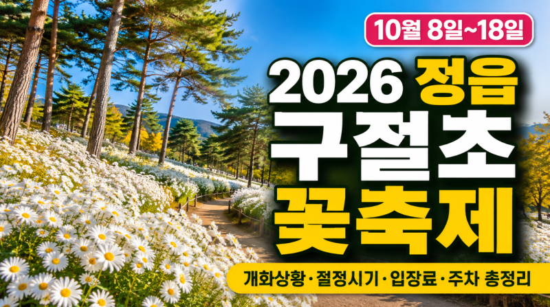 2026 정읍 구절초 꽃축제, 개화상황·절정시기·입장료·주차 총정리