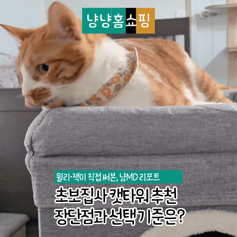 초보집사 캣타워 추천, 두 마리 키우며 여러 종류 써본 장단점과 선택 기준