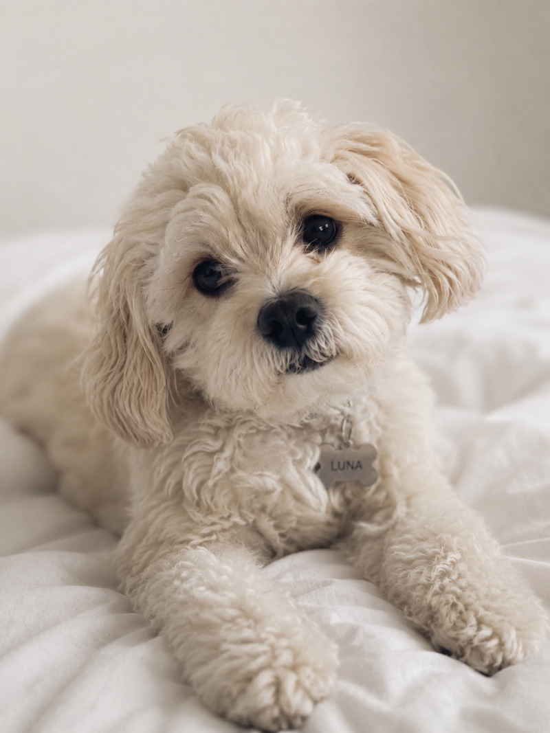 고양이 강아지 이름표 네임택 인식표 꼭 넣어야 할 정보