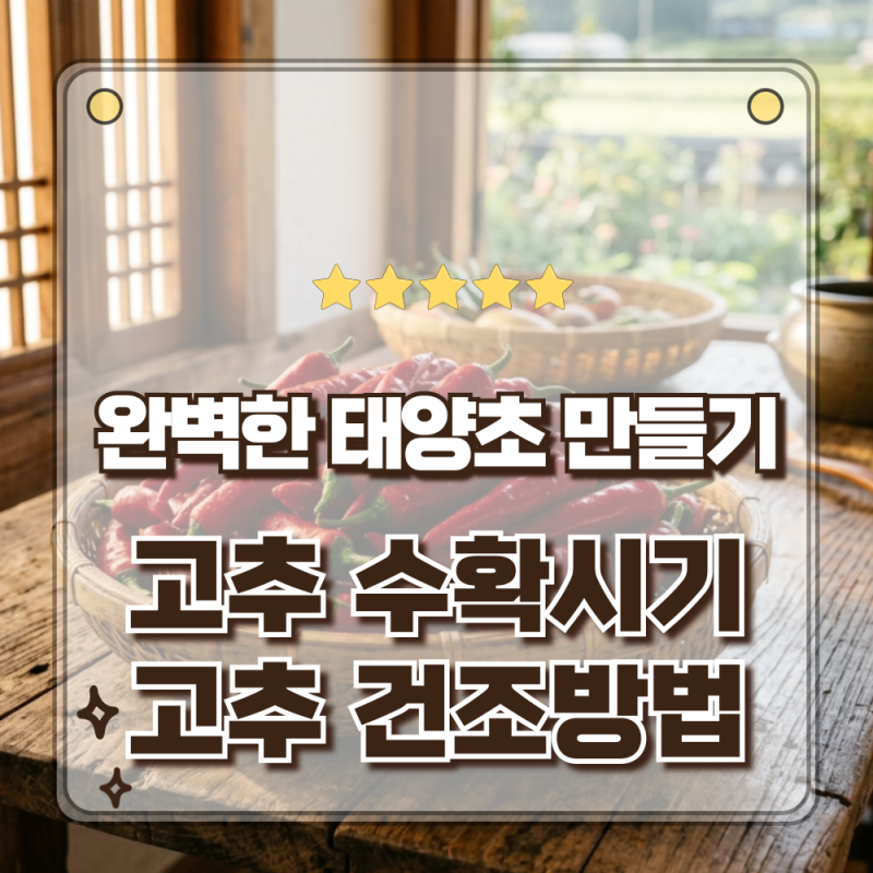 고추 수확시기 건조방법 100% 태양초 만들기 꿀팁부터 보관법까지