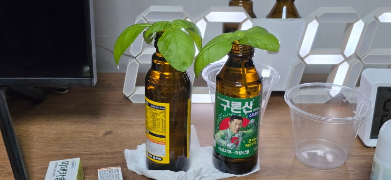 베란다 식물 근황 다이소 바질 물꽂이 후기