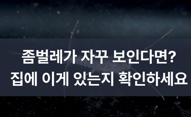 좀벌레 원인부터 퇴치까지 집에서 확인할 것