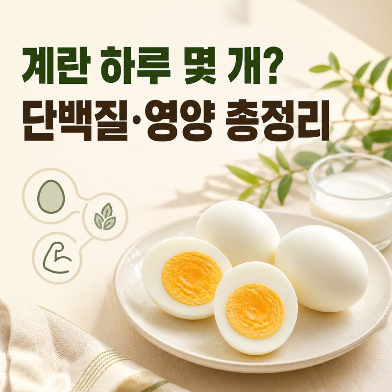 계란 하루 몇 개가 적당할까? 단백질 함량과 효능 총정리