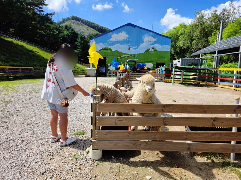 대관령 순수양떼목장 할인 주차 후기 아이랑 평창 여행 코스