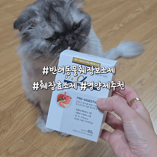 11살 노묘 고양이구토·설사 관리, 췌장보조제 시그니처바이 D/a알파 3일 솔직 급여 후기 (강아....