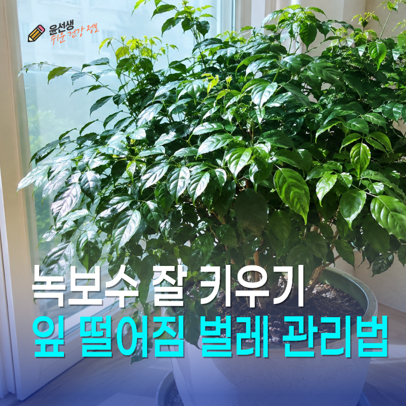 녹보수 키우기, 물주기와 잎 떨어짐 벌레 관리법